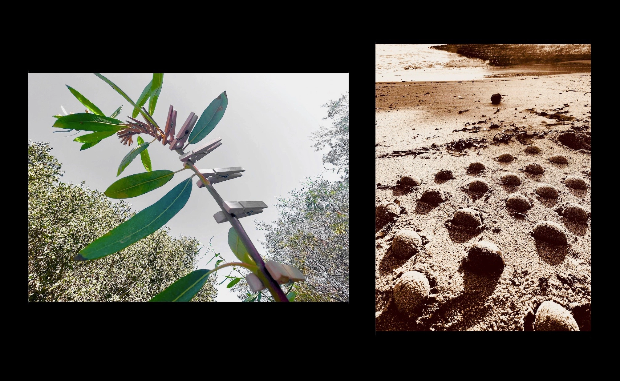 Clothespins arranged along a leafy branch beside a photograph of forms pressed into sand.