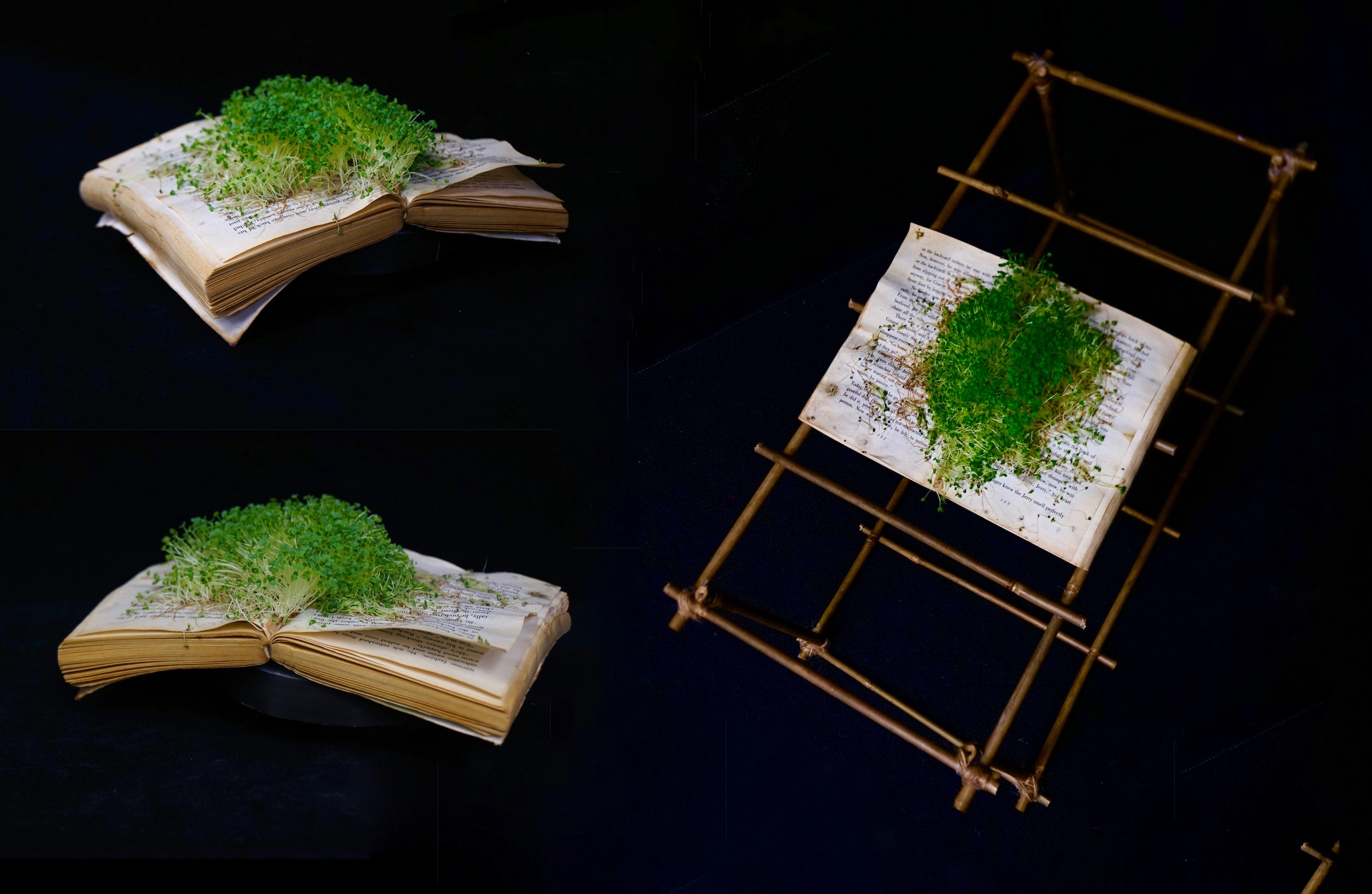 Three views of an open book growing green chia plants, with bamboo supports.