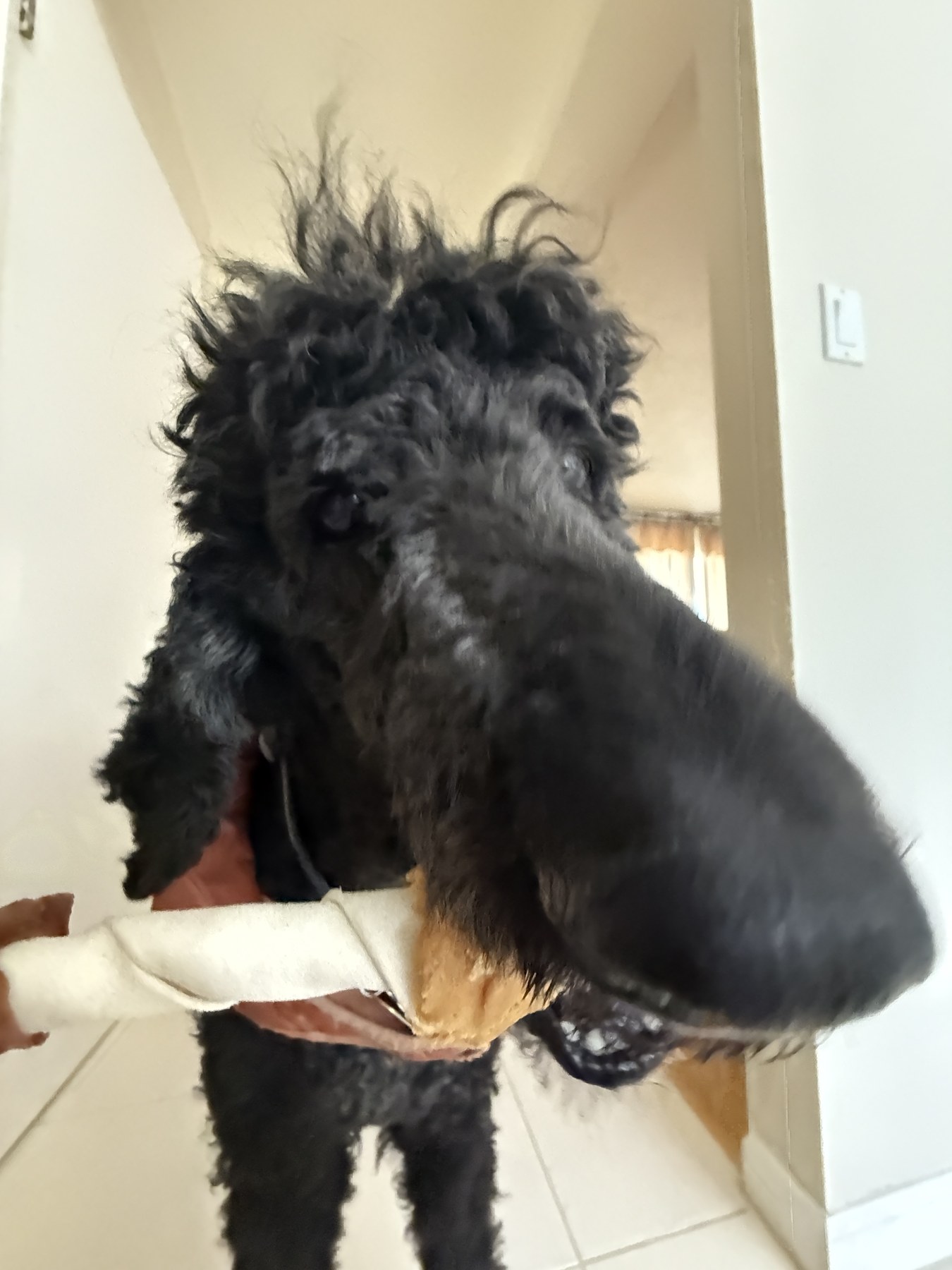 A close-up of Astro’s curly face and long nose