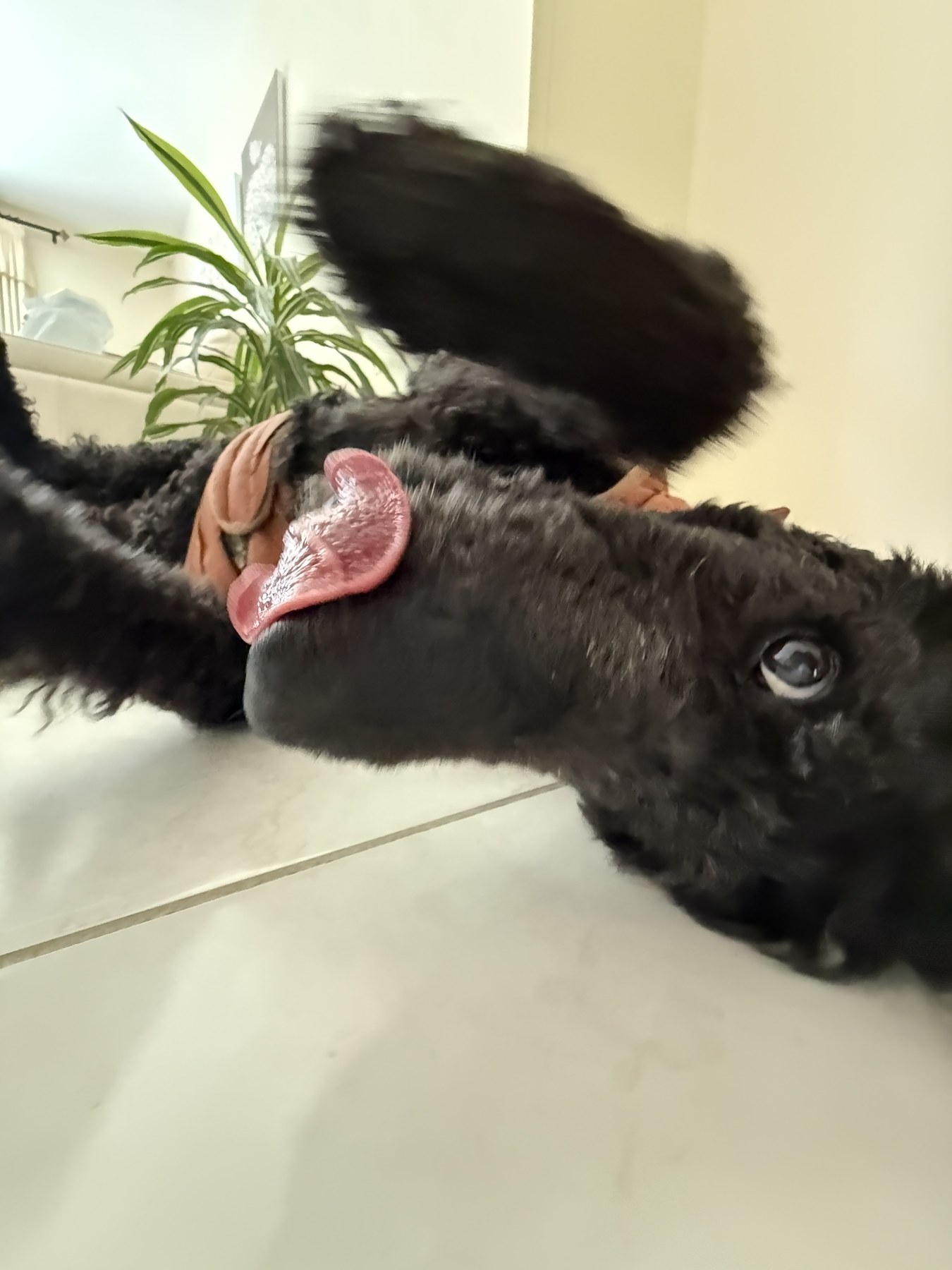 Astro lying upside down with an open mouth