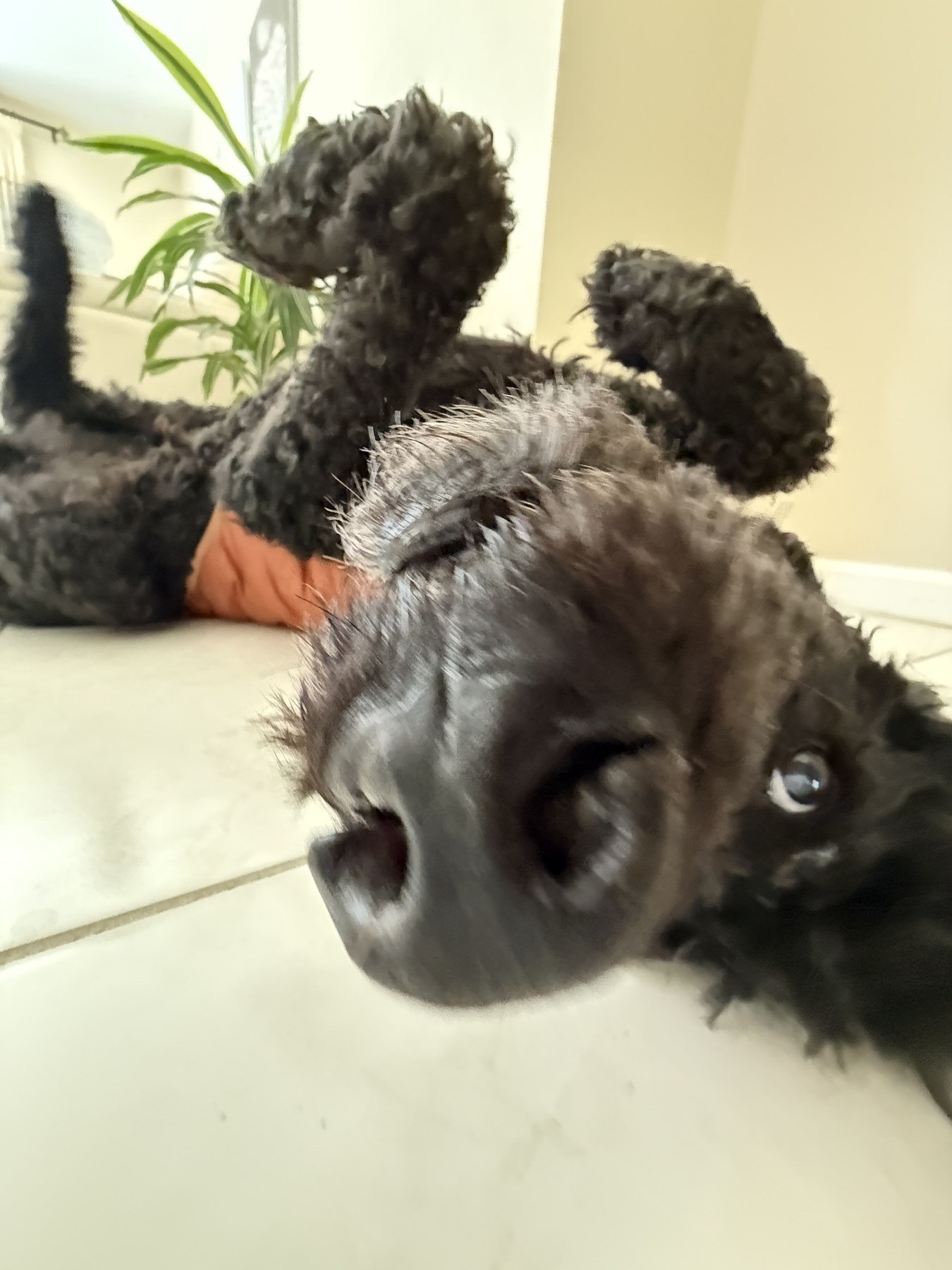 Astro looking at the camera while lying upside down