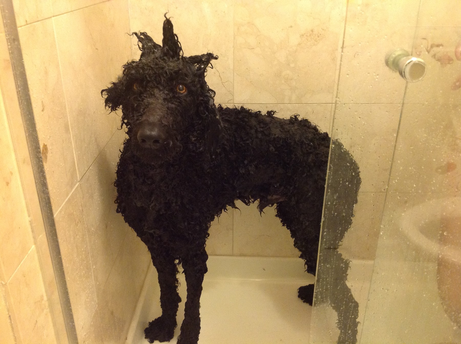 Astro with wet curly fur in the shower