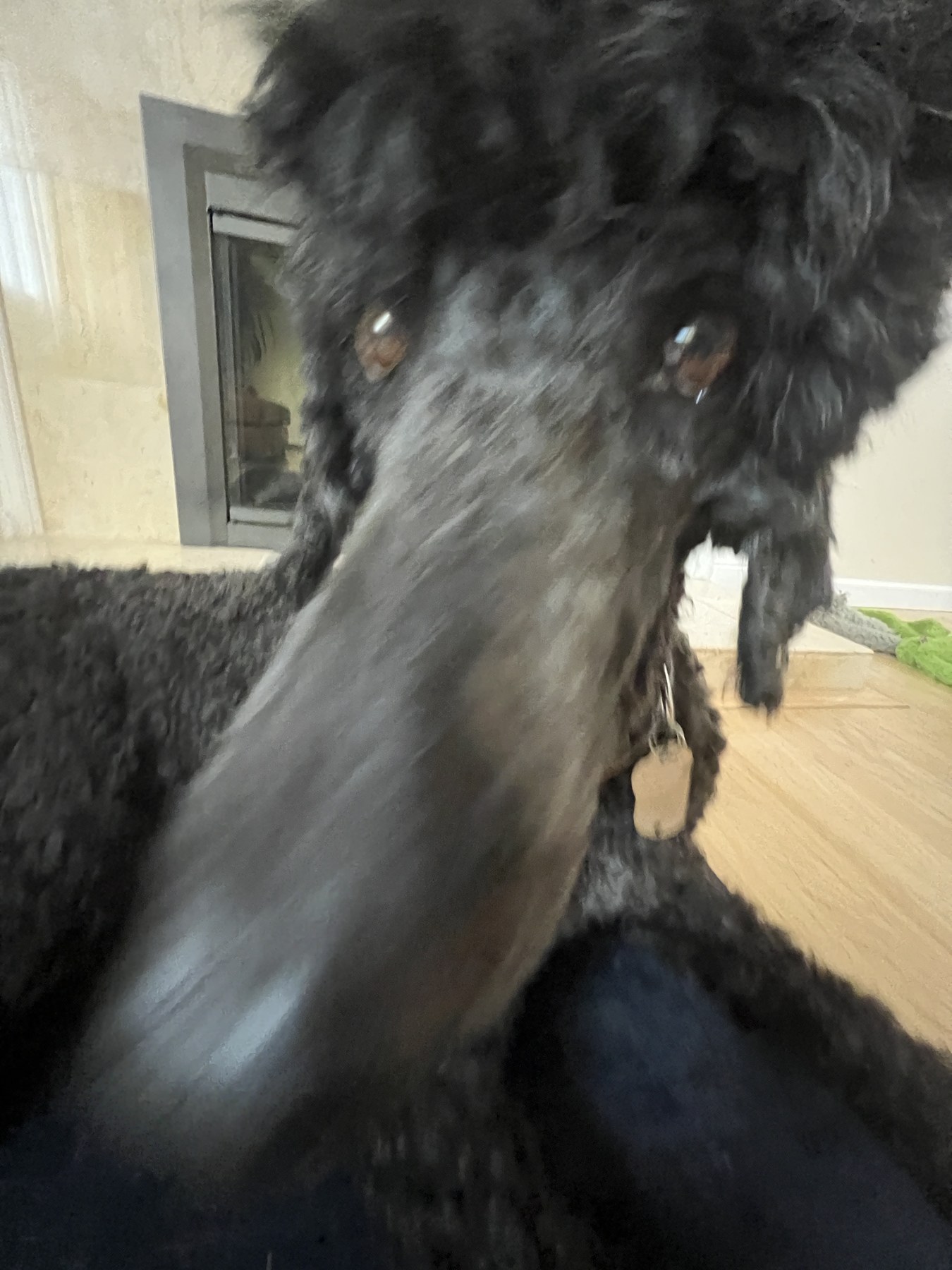 Astro leaning his nose toward the camera