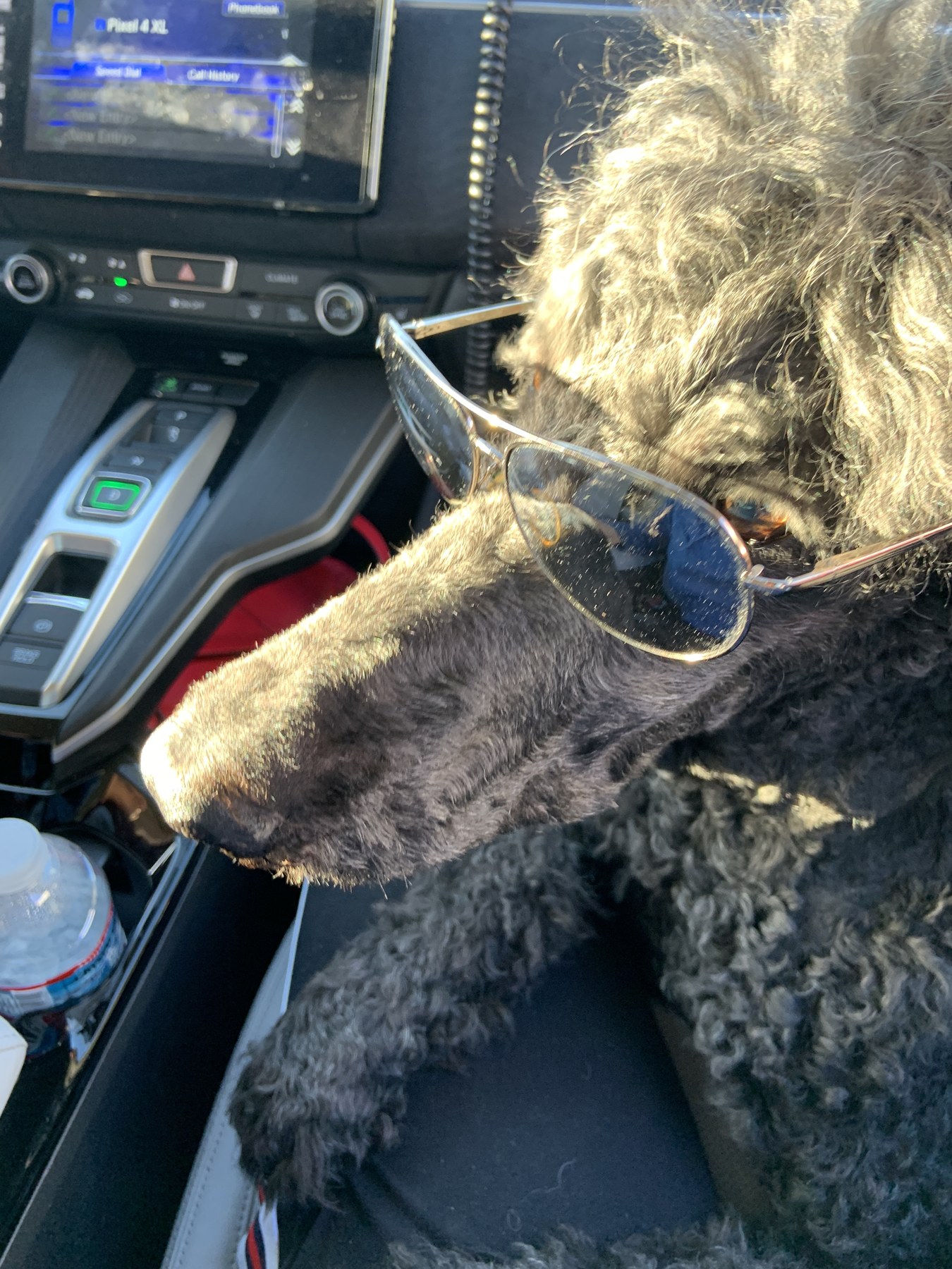 Astro sitting in a car