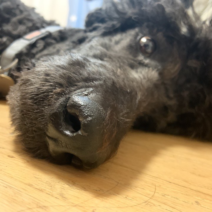 Astro resting his chin on the wooden floor