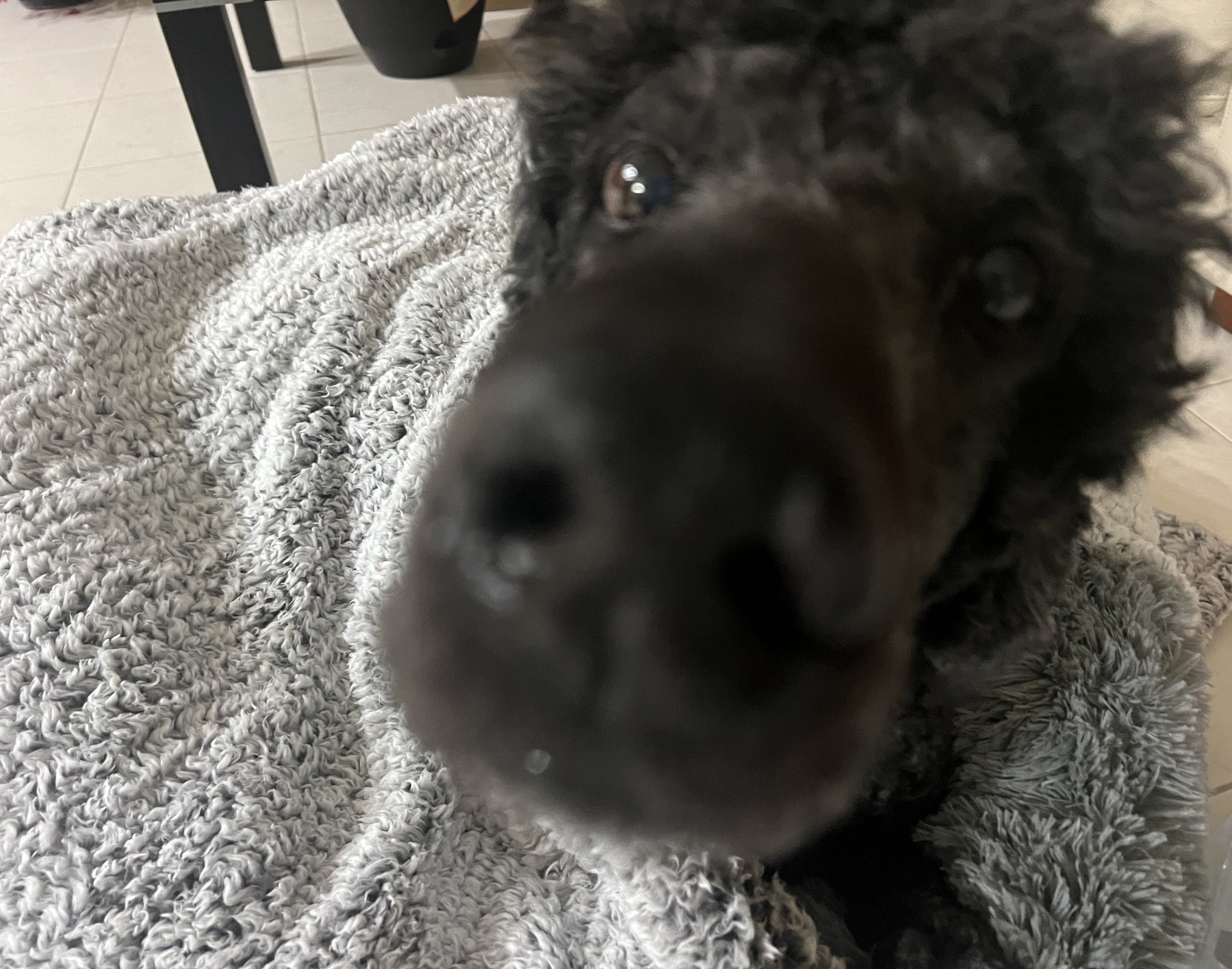Astro resting on a gray blanket